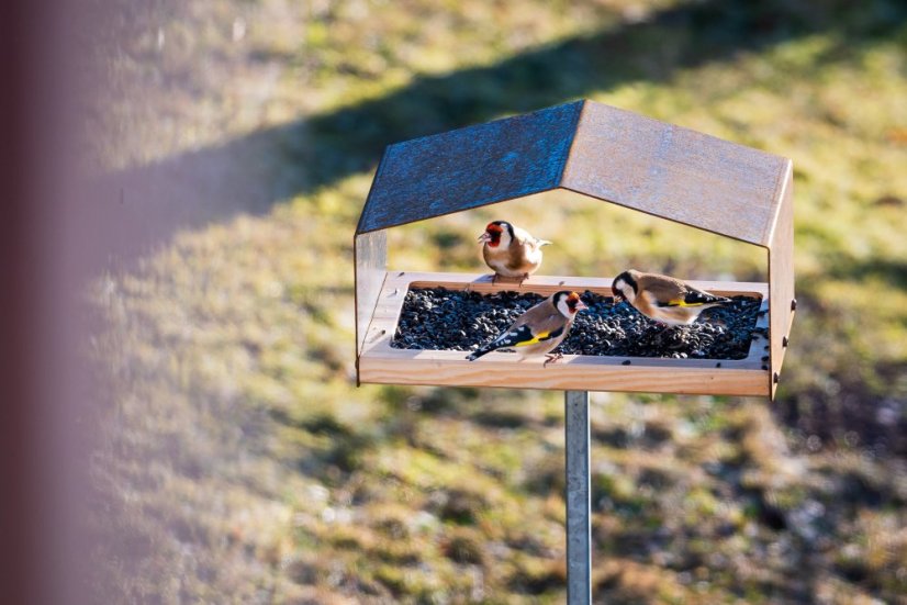 Stehlíci na cortenovom kŕmidle – foto od zákazníka
